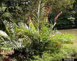 Image result for Acrostichum aureum