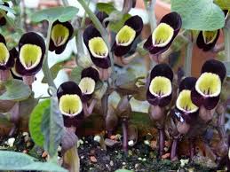 Image result for Aristolochia heppii
