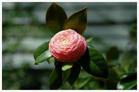 Flower is an unincorporated community in braxton county, west virginia, united states. The Camellia State Goat Hill History