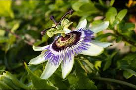 We did not find results for: Passion Flower Vines How To Grow And Care Types With Pictures Florgeous
