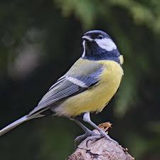 Image result for Kohlmeise vogelhouse