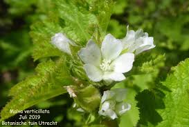 Image result for Malva verticillata
