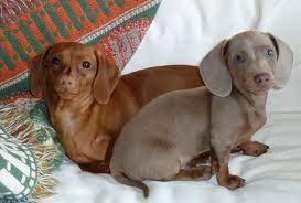 See more ideas about dachshund, dachshund puppies, dachshund puppy miniature. Dixie Bruce Two Mini Dachshunds Posing On The Couch Dachshund Love Daschund Puppies Wiener Dog