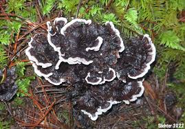 Image result for Phellodon niger