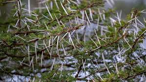 Image result for Acacia tortilis