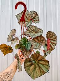 Image result for Begonia nyassensis