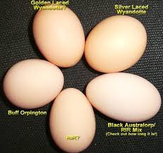Black Australorp Egg Color Our Chickens Nifty Stuff Com Silver Laced Wyandotte Chickens Buff Orpington Chickens