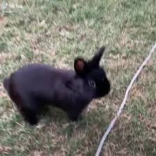Video Memes Swzjn2pf7 By Fangalphawolf 286 Comments Popular Memes On The Site Ifunny Co Cute Baby Animals Funny Bunny Videos Cute Funny Animals