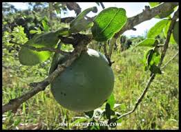 Image result for Strychnos madagascariensis