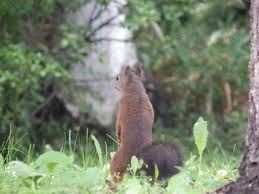 Robert krampf had a problem. Squirrel On Tumblr