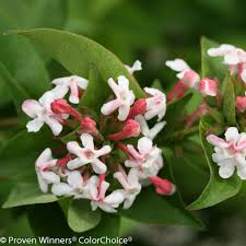 Image result for Albertisia exelliana