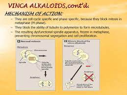 Alkaloids produced in different plant tissues, such vincristine is used to treat acute leukemia and other lymphomas, while vinblastine is mainly used for. Plant Alkaloids Prof Dr Nashaat Lotfy Ppt Download