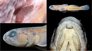 Image result for Orestias foliosa