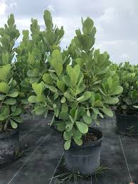 Image result for Clusia orthoneura