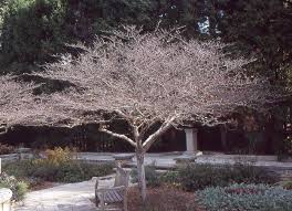 Image result for Artabotrys collinus