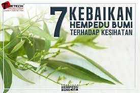Komposisi susu al ashliyah nutrisi khasiat kapulaga untuk kesehatan tubuh 12 manfaat dan putih telur sayur kangkung tips tutorial 6 timun suri solusisehatku com. Blog Petua Diabetes Petua Cegah Kencing Manis Dengan Herba Hempedu Bumi