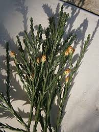 We don't know sequoia plaza flowers's story by heart. Sequoiadendron Giganteum Wikipedia