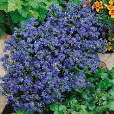 Image result for Anchusa capensis