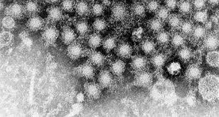Аиг достоверен of autoimmune hepatitis. Rki Infektionskrankheiten A Z Hepatitis A