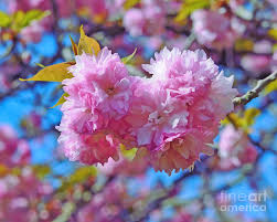 Kwanzan cherry blossom trees, spring flowers, green leaves, blue оцените работу расширения. Kwanzan Cherry Blossoms Photograph By Kerri Farley