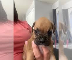 We currently have three brindle boys and one fawn boy available. Boxer Puppies For Sale In California Usa Page 1 10 Per Page Puppyfinder Com