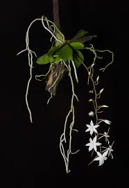 Image result for Aerangis splendida