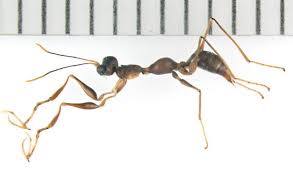 Image result for Gonatopus