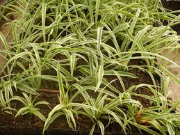 Image result for Chlorophytum silvaticum
