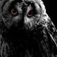 Owl-O-Ween event image