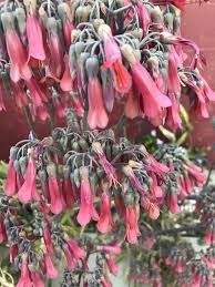 Image result for Kalanchoe daigremontiana