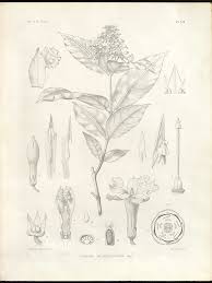 Image result for Isonema infundibuliflorum