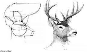 50 realistic pencil drawings and drawing ideas for beginners. Deer Head Drawings Drawing Human Figure Joshua Nava Arts