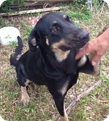 Jun 16, 2021 · internet miniature pinscher service, inc. Homestead Fl Doberman Pinscher Meet Libby A Pet For Adoption