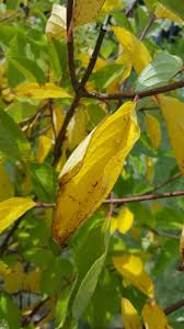Hydrange Tree Random Yellow Leaves Ask An Expert