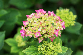 Doch ein fehler kann dafür sorgen, dass die pflanze nicht. Bauernhortensie Hydrangea Macrophylla Pflege Und Schneiden Hausgarten Net