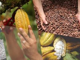 Quoi Faire Avec Du Beurre De Cacao Cook Shop Le Blog