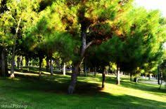 Άμεση ενημέρωση για όλες τις εξελίξεις. 35 Alsos Neas Smyrnhs Ideas Smyrnh Kataskeyes E3wterikoy Xwroy Diamantia