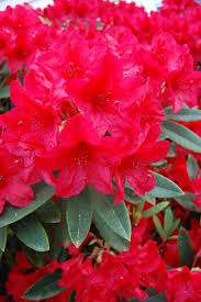 Pin By Aija Vesterinen On Garden Mine Rhododendron Flowers Plants