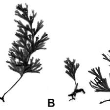 Image result for Vittaria reekmansii