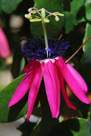 Passiflora Loefgrenii Commonly Known As The Garlic Passion Fruit Passion Flower Or Passion Vines Passionsblume Blumen Pflanzen