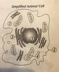 We did not find results for: 5 Parts Of A Simplified Animal Cell Flashcards Quizlet