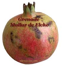 Grenade Et Grenadier