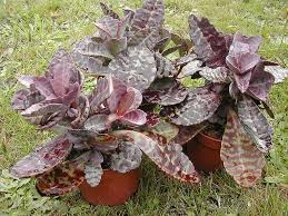 Kalanchoe Humilis Cacti And Succulents Planting Succulents Succulent Garden Design
