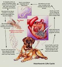 Pin On Dogs
