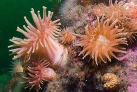 Image result for Aneilema nyasense