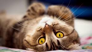 nuzhno li kastrirovat kota plyusy i minusy operacii