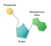 Also asked, what are the three parts of a nucleotide? Chapter 11 Concept 11 2