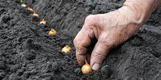Resist the urge to cover it, you want. Planting Onion Sets In The Spring The Simple Keys To Success