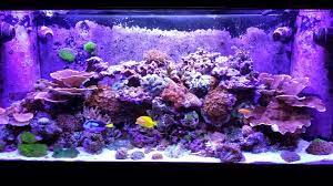 Craigslist Fish Tank For Sale Fish Tank For Sale Coral Aquarium Fish Tank