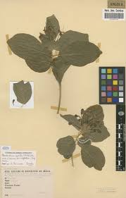 Image result for Clerodendrum capitatum